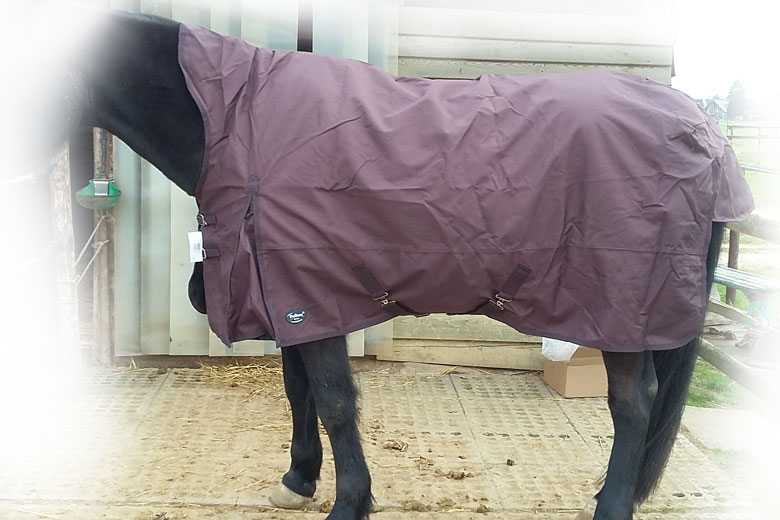 Regendecke Raincape auf Vollblut-Warmblut-Mix